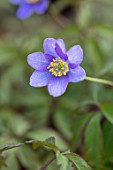 AVONDALE NURSERIES, COVENTRY: CLOSE UP PLANT PORTRAIT OF THE BLUE, PURPLE FLOWER OF ANEMONE NEMEROSA LISMORE BLUE. WOOD ANEMONE, PERENNIAL, WINDFLOWER, SPRING