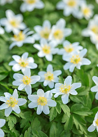 AVONDALE_NURSERIES_COVENTRY_CLOSE_UP_PLANT_PORTRAIT_OF_THE_WHITE_AND_YELLOW_FLOWER_OF_WILD_ANEMONE_N