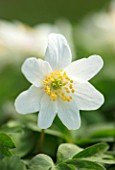 AVONDALE NURSERIES, COVENTRY: CLOSE UP PLANT PORTRAIT OF THE WHITE AND YELLOW FLOWER OF WILD ANEMONE NEMEROSA. WOOD ANEMONE, PERENNIAL, WINDFLOWER, SPRING