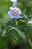 AVONDALE NURSERIES, COVENTRY: CLOSE UP PLANT PORTRAIT OF THE BLUE, PURPLE FLOWER OF ANEMONE NEMEROSA BLUE BEAUTY. WOOD ANEMONE, PERENNIAL, WINDFLOWER, SPRING