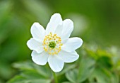 AVONDALE NURSERIES, COVENTRY: CLOSE UP PLANT PORTRAIT OF THE WHITE FLOWER OF ANEMONE NEMEROSA GRANDIFLORA. WOOD ANEMONE, PERENNIAL, WINDFLOWER, SPRING