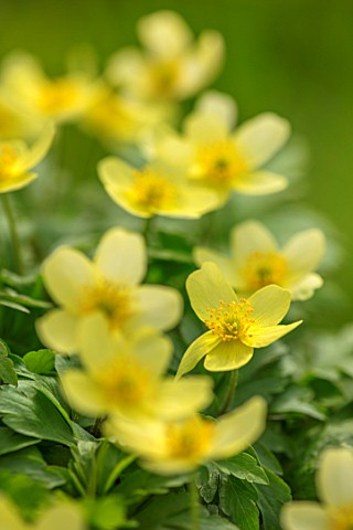 AVONDALE_NURSERIES_COVENTRY_CLOSE_UP_PLANT_PORTRAIT_OF_THE_YELLOW_FLOWERS_OF_ANEMONE_X_LIPSIENSIS_VI