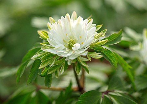 AVONDALE_NURSERIES_COVENTRY_CLOSE_UP_PLANT_PORTRAIT_OF_THE_GREEN_AND_WHITE_FLOWER_OF_ANEMONE_NEMEROS