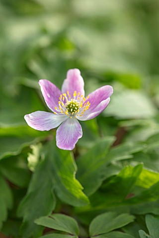 AVONDALE_NURSERIES_COVENTRY_CLOSE_UP_PLANT_PORTRAIT_OF_THE_PINK_AND_YELLOW_FLOWER_OF_ANEMONE_NEMEROS