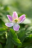 AVONDALE NURSERIES, COVENTRY: CLOSE UP PLANT PORTRAIT OF THE PINK AND YELLOW FLOWER OF ANEMONE NEMEROSA SLENAKEN. WOOD ANEMONE, PERENNIAL, WINDFLOWER, SPRING
