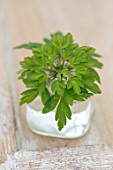 AVONDALE NURSERIES, COVENTRY: CLOSE UP PLANT PORTRAIT OF GREEN FLOWER OF ANEMONE NEMEROSA VIRESCENS IN A GLASS CONTAINER. WOOD ANEMONE, PERENNIAL, WINDFLOWER, SPRING