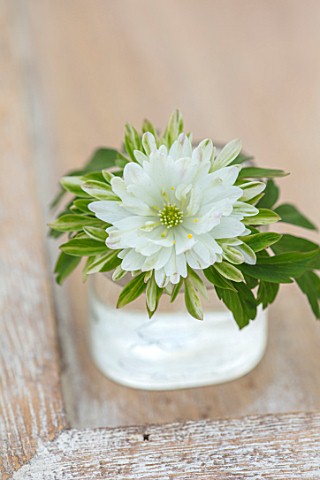 AVONDALE_NURSERIES_COVENTRY_CLOSE_UP_PLANT_PORTRAIT_OF_WHITE_AND_GREEN_FLOWER_OF_ANEMONE_NEMEROSA_PL
