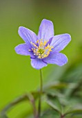 AVONDALE NURSERIES, COVENTRY: CLOSE UP PLANT PORTRAIT OF THE BLUE, PURPLE FLOWER OF ANEMONE NEMEROSA DEE DAY. WOOD ANEMONE, PERENNIAL, WINDFLOWER, SPRING
