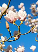 RHS GARDEN, WISLEY, SURREY: CLOSE UP PLANT PORTRAIT OF THE WHITE FLOWERS OF MAGNOLIA MILKY WAY. TREE, SPRING, BLOSSOM, FLOWER, PETALS, DECIDOUS, SHRUBS, SKY, BLUE