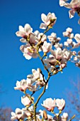 RHS GARDEN, WISLEY, SURREY: CLOSE UP PLANT PORTRAIT OF THE WHITE FLOWERS OF MAGNOLIA MILKY WAY. TREE, SPRING, BLOSSOM, FLOWER, PETALS, DECIDOUS, SHRUBS, SKY, BLUE
