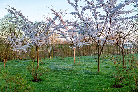 MORTON_HALL_WORCESTERSHIRE_SPRING_MEADOW_WITH_PRUNUS_X_YEDOENSIS_IN_SPRING_LAWN_BLOSSOM_WHITE_TREE_F