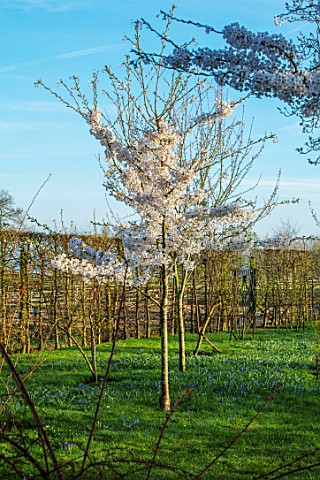 MORTON_HALL_WORCESTERSHIRE_SPRING_MEADOW_WITH_PRUNUS_X_YEDOENSIS_IN_SPRING_LAWN_BLOSSOM_WHITE_TREE_F