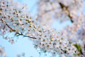 MORTON HALL, WORCESTERSHIRE: SPRING. WHITE FLOWERS OF PRUNUS X YEDOENSIS IN SPRING. LAWN, BLOSSOM, TREE, FLOWERS, ORNAMENTAL, CHERRY, CHERRIES
