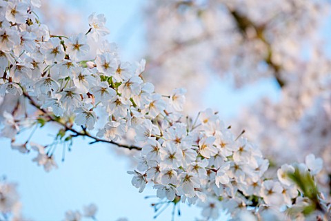 MORTON_HALL_WORCESTERSHIRE_SPRING_WHITE_FLOWERS_OF_PRUNUS_X_YEDOENSIS_IN_SPRING_LAWN_BLOSSOM_TREE_FL
