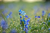 MORTON HALL, WORCESTERSHIRE: SPRING. BLUE FLOWERS OF SCILLA SIBERICA IN GRASS. MEADOW, FLOWER, LAWN, BULB, SPRING