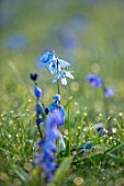 MORTON HALL, WORCESTERSHIRE: SPRING. BLUE FLOWERS OF SCILLA SIBERICA IN GRASS. MEADOW, FLOWER, LAWN, BULB, SPRING