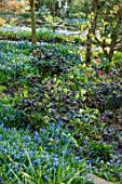 MORTON HALL, WORCESTERSHIRE: SPRING. THE STROLL GARDEN. WOODLAND PLANTING OF SCILLA SIBERICA AND HELLEBORES. SHADE, SHADY, SPRING, WOOD, BULBS, PERENNIALS
