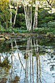 MORTON HALL, WORCESTERSHIRE: SPRING. THE POND WITH REFLECTION OF BIRCH TREES ACROSS THE WATER. POOL, REFLECTIONS, REFLECTED, WOODLAND