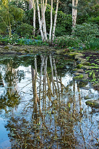MORTON_HALL_WORCESTERSHIRE_SPRING_THE_POND_WITH_REFLECTION_OF_BIRCH_TREES_ACROSS_THE_WATER_POOL_REFL