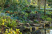 MORTON HALL, WORCESTERSHIRE: HELLEBORES AND SCILLA SIBERICA IN SPRING BESIDE THE POND. WATER. POOL, WOODLAND, SHADE, SHADY