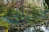 MORTON HALL, WORCESTERSHIRE: CHERRY TREE, HELLEBORES AND SCILLA SIBERICA IN SPRING BESIDE THE POND. WATER. POOL, WOODLAND, BLOSSOM, ORNAMENTAL, SHADE, SHADY