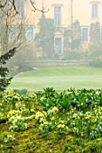 ABLINGTON MANOR, GLOUCESTERSHIRE: PRIMROSES ON BANK WITH THE MANOR HOUSE BEHIND. COUNTRY, GARDEN, SPRING, MARCH, MIST