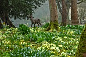 ABLINGTON MANOR, GLOUCESTERSHIRE: LIFELIKE BRONZE SCULPTURE OF ROE DEER BY HAMISH MACKIE IN WOODLAND WITH YELLOW PRIMROSES - ORNAMENT, FOCAL POINT, SHADE, SHADY, PRIMULA, VULGARIS