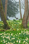 ABLINGTON MANOR, GLOUCESTERSHIRE: LIFELIKE BRONZE SCULPTURE OF ROE DEER BY HAMISH MACKIE IN WOODLAND WITH YELLOW PRIMROSES AND DAFFODILS - ORNAMENT, FOCAL POINT, SHADE, SHADY