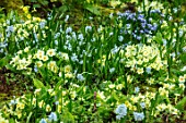 ABLINGTON MANOR, GLOUCESTERSHIRE: WOODLAND WITH YELLOW PRIMROSES, MOSS AND PUSCHKINIA SCILLOIDES. SHADE, SHADY, PRIMULA, VULGARIS, BULBS, FLOWERS, BLOOMS