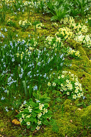 ABLINGTON_MANOR_GLOUCESTERSHIRE_WOODLAND_WITH_YELLOW_PRIMROSES_MOSS_AND_PUSCHKINIA_SCILLOIDES_SHADE_