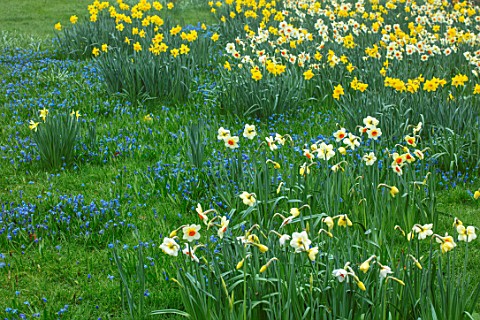 ABLINGTON_MANOR_GLOUCESTERSHIRE_GRAS_WITH_SCILLAS_AND_DAFFODILS_NARCISSUS_NARCISSI_BULBS_FLOWERS_BLO