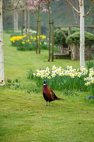 ABLINGTON_MANOR_GLOUCESTERSHIRE_LAWN_WITH_NARCISSUS_BIRCH_AND_PHEASANT_SPRING_ENGLISH_GARDEN_COUNTRY