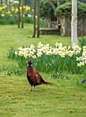 ABLINGTON MANOR, GLOUCESTERSHIRE: LAWN WITH NARCISSUS, BIRCH AND PHEASANT. SPRING, ENGLISH, GARDEN, COUNTRY, DAFFODILS