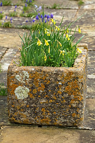ABLINGTON_MANOR_GLOUCESTERSHIRE_STONE_TERRACE_AND_TROUGH_WITH_NARCISSUS_HAWERA_SPRING_ENGLISH_GARDEN