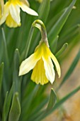 ABLINGTON MANOR, GLOUCESTERSHIRE: CLOSE UP PLANT PORTRAIT OF THE YELLOW FLOWER OF NARCISSUS HAWERA. SPRING, DAFFODILS, PATIO, BULBS