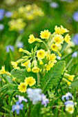 ABLINGTON MANOR, GLOUCESTERSHIRE: CLOSE UP PLANT PORTRAIT OF THE YELLOW FLOWER OF COWSLIP - PRIMULA VERIS. SPRING, BULBS, BLOOM, BULB