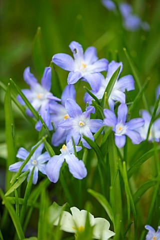 ABLINGTON_MANOR_GLOUCESTERSHIRE_CLOSE_UP_PLANT_PORTRAIT_OF_THE_BLUE_AND_WHITE_FLOWERS_OF_CHIONODOXA_