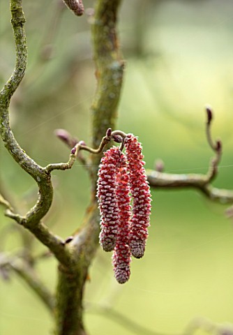 ABLINGTON_MANOR_GLOUCESTERSHIRE_CLOSE_UP_PLANT_PORTRAIT_OF_THE_RED_CATKINS_OF_CORYLUS_AVALLENA_CONTO