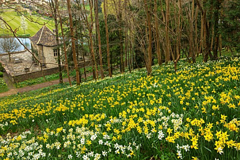 ABLINGTON_MANOR_GLOUCESTERSHIRE_DAFFODILS_ON_THE_HILLSIDE_ABOVE_THE_MANOR_NARCISSUS_NARCISSI_SPRING_