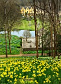 ABLINGTON MANOR, GLOUCESTERSHIRE: DAFFODILS ON THE HILLSIDE ABOVE THE MANOR. NARCISSUS, NARCISSI, SPRING, FLOWERS, YELLOW, BLOOMS, COUNTRY, GARDEN, ENGLISH