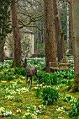 ABLINGTON MANOR, GLOUCESTERSHIRE: LIFELIKE BRONZE SCULPTURE OF ROE DEER BY HAMISH MACKIE IN WOODLAND WITH YELLOW PRIMROSES - ORNAMENT, FOCAL POINT, SHADE, SHADY, PRIMULA, VULGARIS