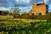 FELLEY PRIORY, NOTTINGHAMSHIRE: FIELD OF DAFFODILS BESIDE THE PRIORY. SPRING, MARCH, ENGLISH, COUNTRY, GARDEN, FLOWERS, BLOOMING, MEADOW, MEADOWS