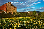FELLEY PRIORY, NOTTINGHAMSHIRE: FIELD OF DAFFODILS BESIDE THE PRIORY. SPRING, MARCH, ENGLISH, COUNTRY, GARDEN, FLOWERS, BLOOMING, MEADOW, MEADOWS