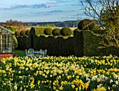 FELLEY PRIORY, NOTTINGHAMSHIRE: FIELD OF DAFFODILS BESIDE THE PRIORY. SPRING, MARCH, ENGLISH, COUNTRY, GARDEN, FLOWERS, BLOOMING, MEADOW, MEADOWS, YEW, TOPIARY, HEDGE