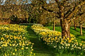 FELLEY PRIORY, NOTTINGHAMSHIRE: FIELD OF DAFFODILS BESIDE THE PRIORY. SPRING, MARCH, ENGLISH, COUNTRY, GARDEN, FLOWERS, BLOOMING, MEADOW, MEADOWS, PATH