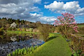 FELLEY PRIORY, NOTTINGHAMSHIRE:THE POND IN SPRING WITH MAGNOLIA STAR WARS. PINK, TREE, FLOWERS, BLUE, SKY, WATER, ENGLISH, COUNTRY, GARDEN