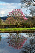 FELLEY PRIORY, NOTTINGHAMSHIRE:THE POND IN SPRING WITH MAGNOLIA STAR WARS. PINK, TREE, FLOWERS, BLUE, SKY, WATER, ENGLISH, COUNTRY, GARDEN, REFLECTION, REFLECTED, REFLECTIONS