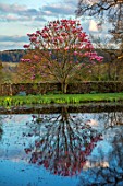 FELLEY PRIORY, NOTTINGHAMSHIRE:THE POND IN SPRING WITH MAGNOLIA STAR WARS. PINK, TREE, FLOWERS, BLUE, SKY, WATER, ENGLISH, COUNTRY, GARDEN, REFLECTION, REFLECTED, REFLECTIONS