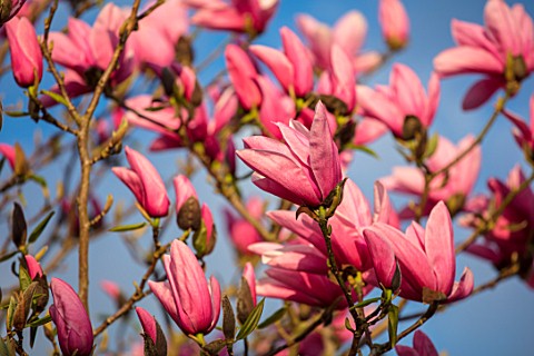 FELLEY_PRIORY_NOTTINGHAMSHIRE_THE_PINK_FLOWERS_OF_MAGNOLIA_STAR_WARS_IN_SPRING_BLUE_SKY_TREE_SHRUB_T