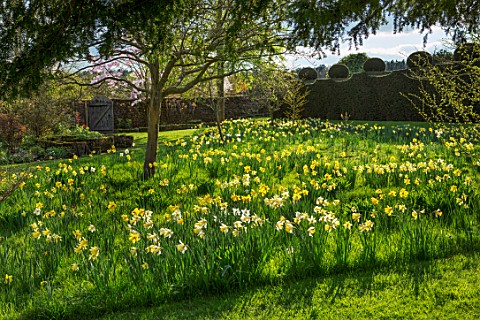 FELLEY_PRIORY_NOTTINGHAMSHIRE_CLIPPED_YEW_TOPIARY_HEDGE_MEADOW_DAFFODILS_NARCISSI_YELLOW_FLOWERS_GRA
